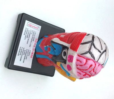 

Aparnas Scientific lab - Teach different parts of brain (unbreakable)(Multicolor)