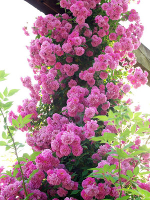 

VS GLOBAL BEAUTIFULL IMPORTED PINK CLIMBING ROSE(20 PER POCKET) Seed(20 per packet)