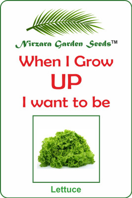 

Nirzara Garden Seeds Lettuce Leaves Seed(30 per packet)