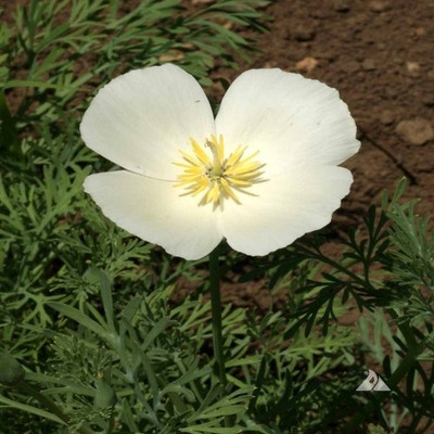 

syed garden california poppy white seed Seed(50 per packet)