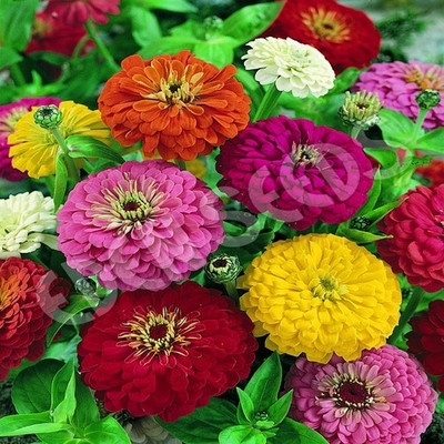 

syed garden zinnia dagalia flower mix seed Seed(50 per packet)