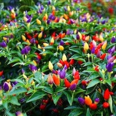 

syed garden Ornamental Chilli kala seed Seed(50 per packet)