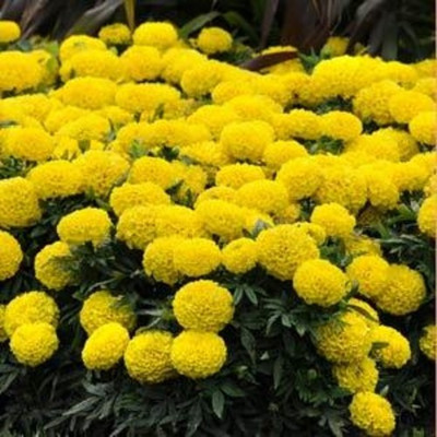 

syed garden french yellow marigold Seed(50 per packet)
