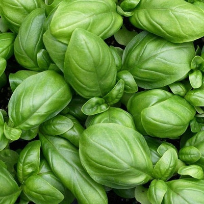 syed garden basil leaf seed Seed(50 per packet)