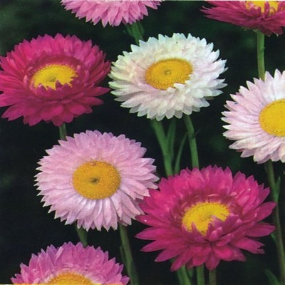

syed garden acrocrinium double mixed seed Seed(100 per packet)