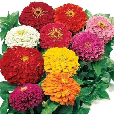 

syed garden zinnia lilipu mix seed Seed(50 per packet)