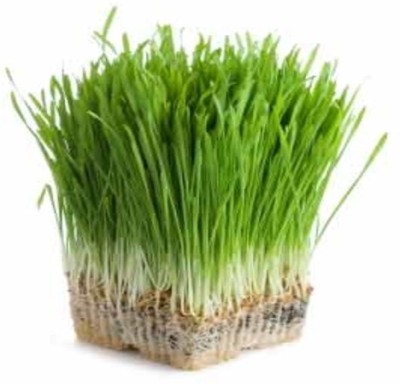 syed garden wheat grass seed Seed(100 per packet)