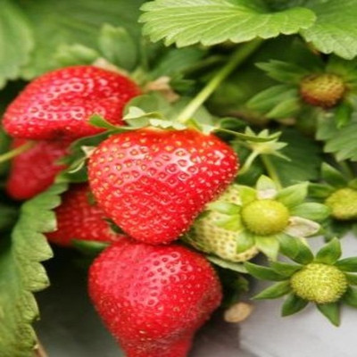 

syed garden strawberry seed Seed(50 per packet)