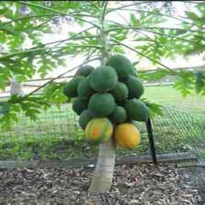 

syed garden Drwaf papaya seed Seed(50 per packet)