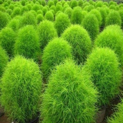 

syed garden kochia bush Seed(50 per packet)