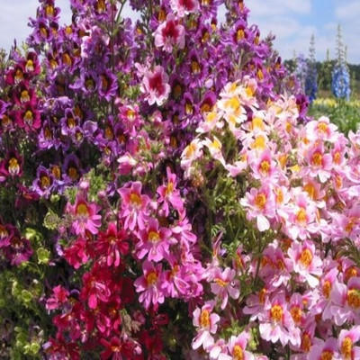 

syed garden Schizanthus angel silver wings seed Seed(50 per packet)
