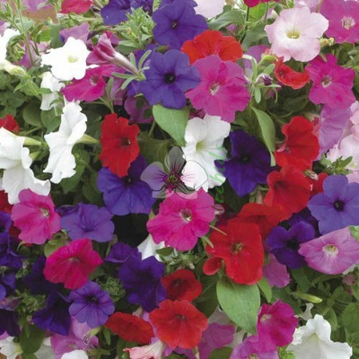

syed garden petunia mix seed Seed(50 per packet)