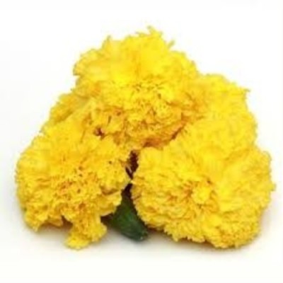 syed garden F2 marigold yellow Seed(50 per packet)