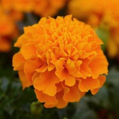 syed garden F2 marigold Orange Seed(50 per packet)