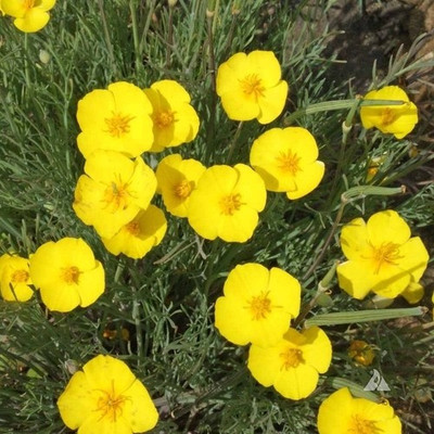 syed garden california poppy yellow seed Seed(50 per packet)