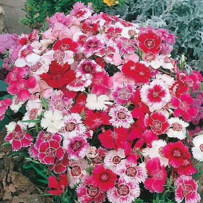 

syed garden dianthus baby doll mixed seed Seed(50 per packet)