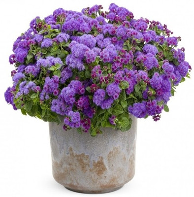 syed garden ageratum ball mix seed Seed(50 per packet)