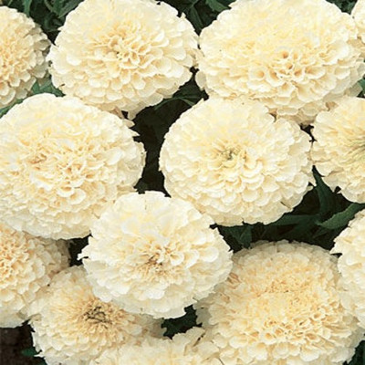 

syed garden F2 marigold white Seed(50 per packet)