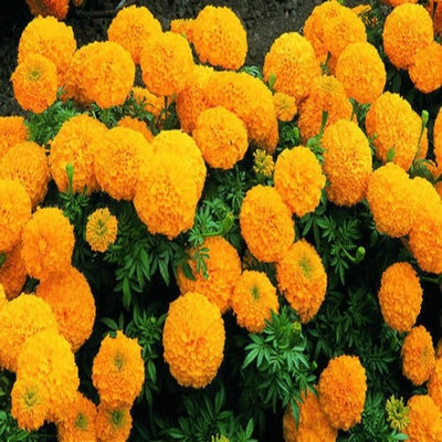 

syed garden french yellow & orange marigold Seed(50 per packet)