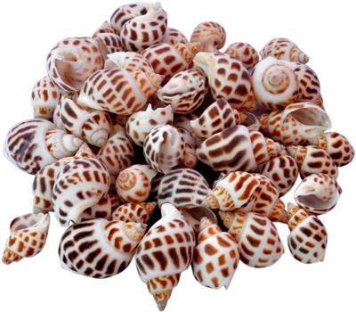 

Jainsons Pet Products River Rock Planted Substrate(Brown, White)