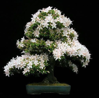 

VS GLOBAL IMPORTED BONSAI CAPE JASMINE FLOWER(30 PER POCKET) Seed(30 per packet)