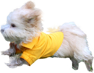 

Doxters T-shirt for Dog(Yellow