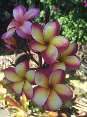 

M-Tech Gardens Frangipani Plumeria Seed(10 per packet)