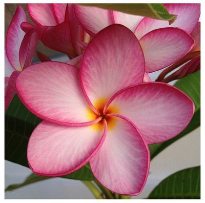 

M-Tech Gardens Frangipani Plumeria Seed(10 per packet)