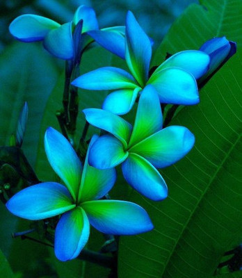 

M-Tech Gardens Frangipani Plumeria Seed(10 per packet)