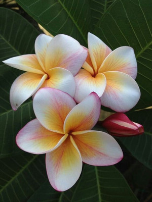 

M-Tech Gardens Frangipani Plumeria Seed(10 per packet)