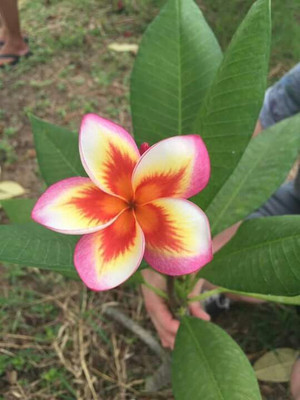 

M-Tech Gardens Frangipani Plumeria Seed(10 per packet)