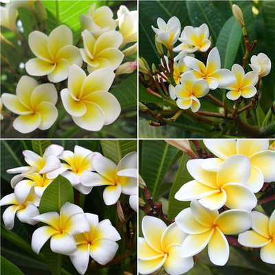

M-Tech Gardens Frangipani Plumeria Seed(10 per packet)