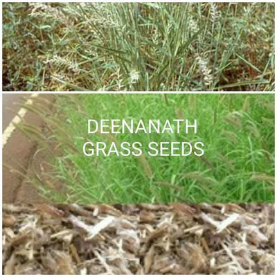 

syed garden dinanath seed Seed(200 per packet)