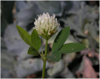 

syed garden trigolium alexandrinum seed Seed(100 per packet)