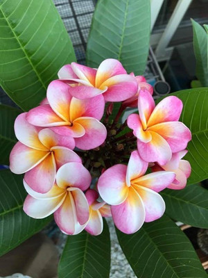 

M-Tech Gardens Frangipani Plumeria Seed(10 per packet)