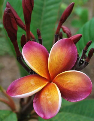 

M-Tech Gardens Frangipani Plumeria Seed(10 per packet)