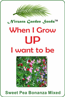 

Nirzara Garden Seeds Sweet Pea Bonanza Mixed - 30 Seed(30 per packet)