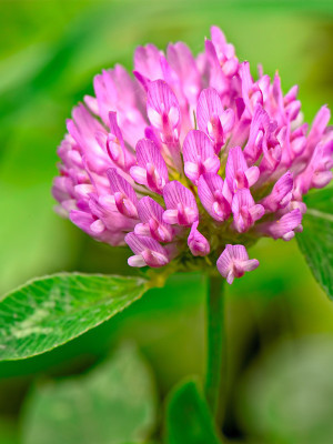 syed garden red clover- (T- RAPINS ) seed Seed(50 per packet)