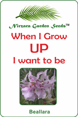 

Nirzara Garden Seeds Beallara - 30 Seed(30 per packet)