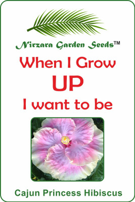 

Nirzara Garden Seeds Cajun Princess Hibiscus - 30 Seed(30 per packet)