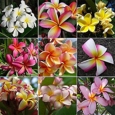 

M-Tech Gardens Frangipani Plumeria Seed(10 per packet)