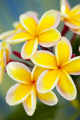 

M-Tech Gardens Frangipani Plumeria Seed(10 per packet)