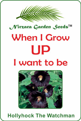 

Nirzara Garden Seeds Hollyhock The Watchman - 30 Seed(30 per packet)
