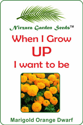 

Nirzara Garden Seeds Marigold Orange Dwarf Double - 30 Seed(30 per packet)