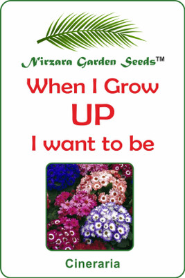 Nirzara Garden Seeds Cineraria - 30 Seed(30 per packet)