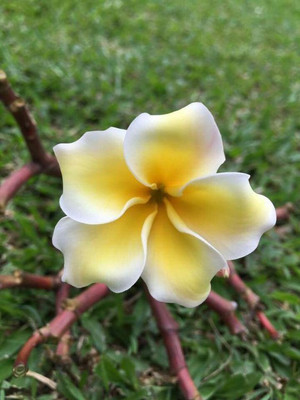 

M-Tech Gardens Frangipani Plumeria Seed(10 per packet)