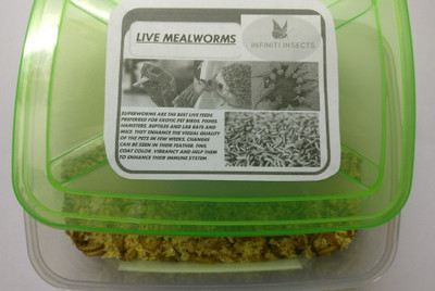 

live mealworms fish/bird/reptile/meal Mealworm 500 g Wet Fish Food(Pack of 300)