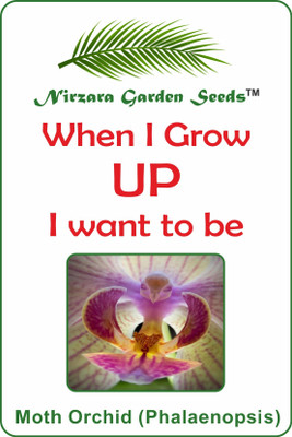 

Nirzara Garden Seeds Moth Orchid (Phalaenopsis) Seed(30 per packet)