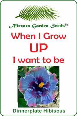 Nirzara Garden Seeds Dinnerplate Hibiscus - 30 Seed(30 per packet)