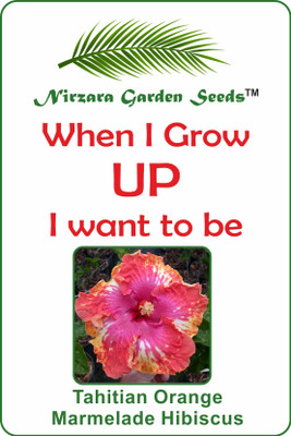 

Nirzara Garden Seeds Tahitian Orange Marmelade Hibiscus - 30 Seed(30 per packet)